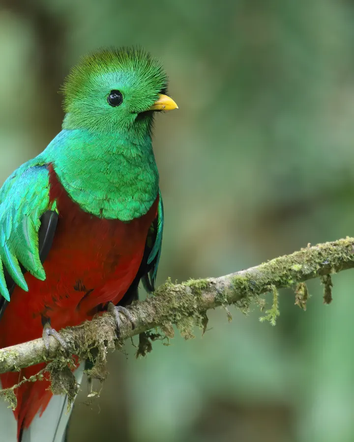 Quetzal resplandeciente posado en una rama en el bosque nuboso